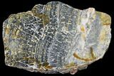 Proterozoic Columnar Stromatolite (Asperia) - Australia #130823-1
